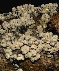 Attēlu rezultāti vaicājumam “Lycogala confusum young”