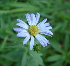 Image result for Agoseris major