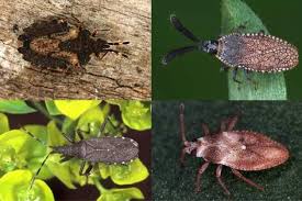 Attēlu rezultāti vaicājumam “Nithecus jacobaeae”