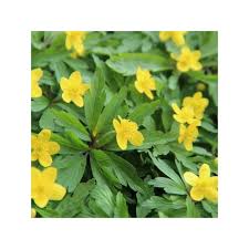 Attēlu rezultāti vaicājumam “Anemone ranunculoides flower”