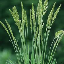 Attēlu rezultāti vaicājumam “Koeleria glauca leaf”