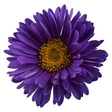 Image result for Aster alpinus