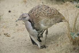 Image result for Chlamydotis macqueenii