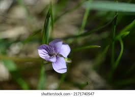 Attēlu rezultāti vaicājumam “Viola palustris flower”