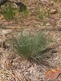 Attēlu rezultāti vaicājumam “Corynephorus canescens”