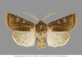 Attēlu rezultāti vaicājumam “Cerastis leucographa”