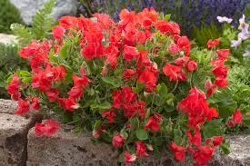 Image result for Lathyrus odoratus
