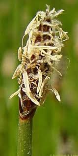 Attēlu rezultāti vaicājumam “Eleocharis palustris”