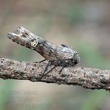 Attēlu rezultāti vaicājumam “Lithomoia solidaginis”