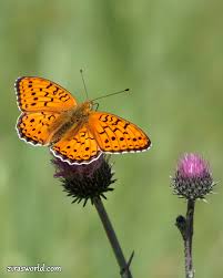Attēlu rezultāti vaicājumam “Argynnis niobe”