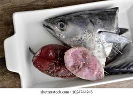 Image result for Euthynnus affinis