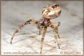 Attēlu rezultāti vaicājumam “Larinioides cornutus male”