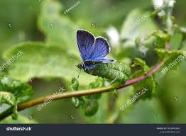 Attēlu rezultāti vaicājumam “Cyaniris semiargus underside”