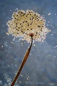 Attēlu rezultāti vaicājumam “Cribraria microcarpa”