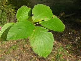 Attēlu rezultāti vaicājumam “Sorbus aria”