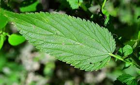 Attēlu rezultāti vaicājumam “Urtica dioica leaf”