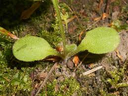 Attēlu rezultāti vaicājumam “Pulmonaria obscura leaf”
