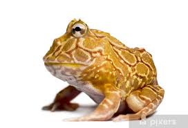Image result for Ceratophrys ornata