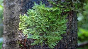 Attēlu rezultāti vaicājumam “Radula complanata sporophyte”