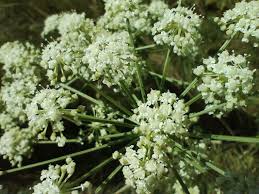 Attēlu rezultāti vaicājumam “Peucedanum oreoselinum flower”