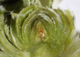 Attēlu rezultāti vaicājumam “Rabdophaga salicis”