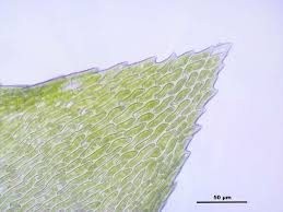 Attēlu rezultāti vaicājumam “Sciuro-hypnum populeum”