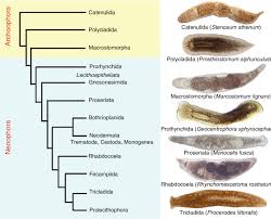 Attēlu rezultāti vaicājumam “Plathelminthes”