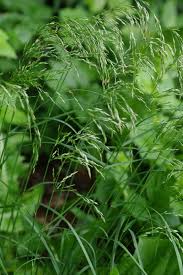 Attēlu rezultāti vaicājumam “Poa nemoralis fruit”