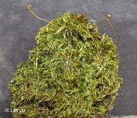 Attēlu rezultāti vaicājumam “Hypnum pallescens”