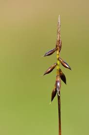 Attēlu rezultāti vaicājumam “Carex pulicaris”