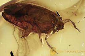 Attēlu rezultāti vaicājumam “Gyrinidae”