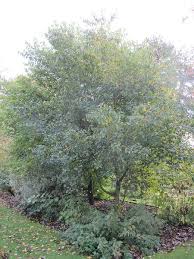 Attēlu rezultāti vaicājumam “Frangula alnus”