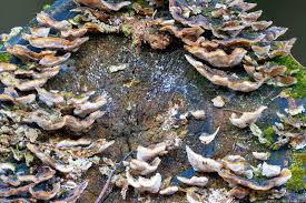 Attēlu rezultāti vaicājumam “Trametes”