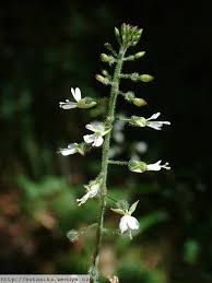 Attēlu rezultāti vaicājumam “Circaea lutetiana”