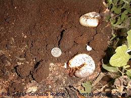 Attēlu rezultāti vaicājumam “Oryctes nasicornis larva”