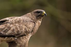 Attēlu rezultāti vaicājumam “Buteo buteo adult”