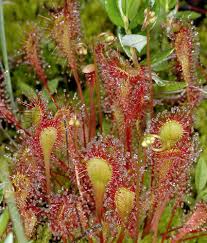 Attēlu rezultāti vaicājumam “Drosera anglica”