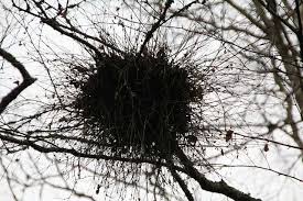 Attēlu rezultāti vaicājumam “Taphrina betulina”