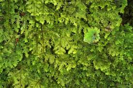 Attēlu rezultāti vaicājumam “Metzgeria violacea”