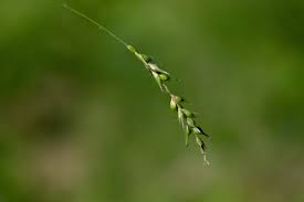 Attēlu rezultāti vaicājumam “Carex sylvatica”