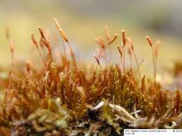 Attēlu rezultāti vaicājumam “Platygyrium repens”