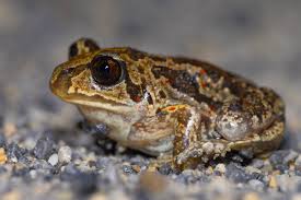 Attēlu rezultāti vaicājumam “Pelobates fuscus”