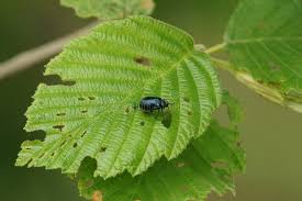 Attēlu rezultāti vaicājumam “Agelastica alni larva”