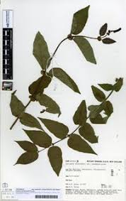 Attēlu rezultāti vaicājumam “Lonicera ferdinandii”