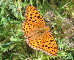 Attēlu rezultāti vaicājumam “Argynnis adippe male”