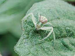 Attēlu rezultāti vaicājumam “Thomisidae”
