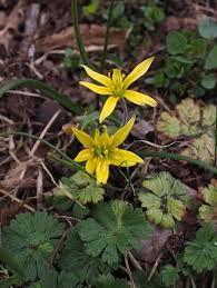 Attēlu rezultāti vaicājumam “Gagea lutea flower”