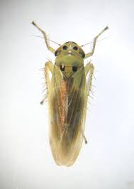 Attēlu rezultāti vaicājumam “Macrosteles nymph”