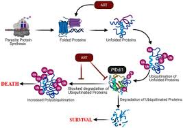 Attēlu rezultāti vaicājumam “Dianema depressum plasmodium”