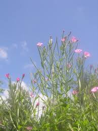 Image result for Epilobium hirsutum
